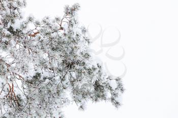 Pine tree branches covered with frost and snow over white background, close-up photo with selective focus