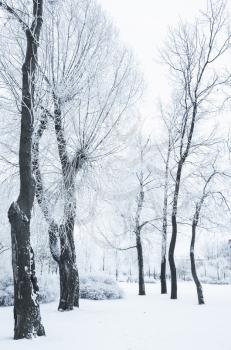 Trees covered with snow and frost in winter park of St-Petersburg, Russia