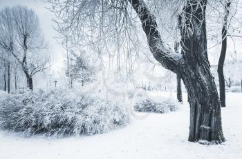 Trees covered with snow and frost in winter park of Saint-Petersburg, Russia