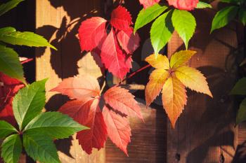 Bright colorful ornamental grape autumn leaves, close-up photo with selective focus