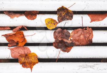 Fallen autumn leaves lay on white wooden park bench, background photo