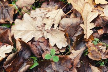 Dry fallen autumn leaves lay on the ground, oak and clover, natural background photo texture
