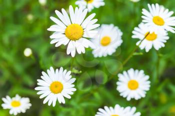 Chamomile, natural summer flowers background photo with soft selective focus