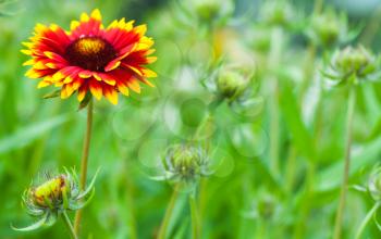 Gaillardia aristata, blanket flower, flowering plant in the sunflower family