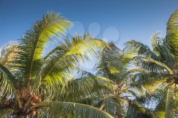 Palm tree leaves under blue sky background, Dominican republic nature