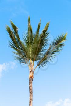 Young coconut palm under blue sky background, Dominican republic nature