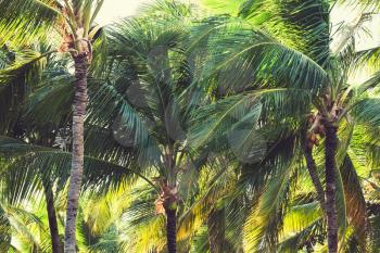 Palm trees, natural tropical forest background, Dominican republic nature