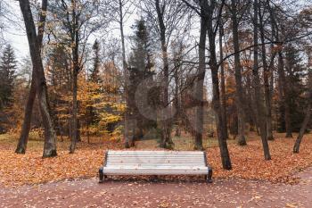 Empty white wooden bench stands in autumn park, scenic front view