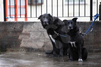 Two black sad dogs are waiting for the owner in the rain