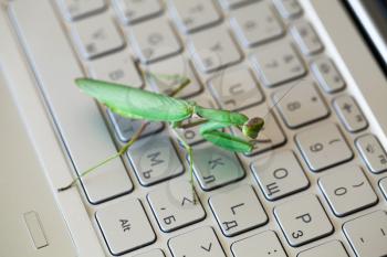 Green mantis pressing keys on a laptop keyboard, real insect as a computer bug or hacker metaphor