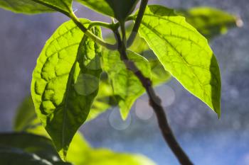 Green leaves of tropical plant in sunlight, close up photo with selective focus