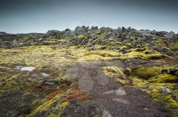 Nature of Iceland, empty landscape with green moss on dark gray rocks
