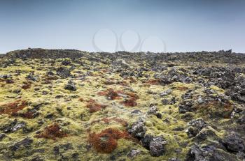Nature of Iceland, empty landscape with green yellow moss on dark wet rocks