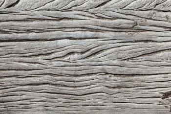 Dry weathered gray wooden plank background, close-up photo texture