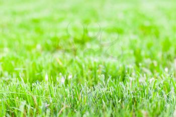 Fresh green grass of just trimmed lawn, background photo with soft selective focus