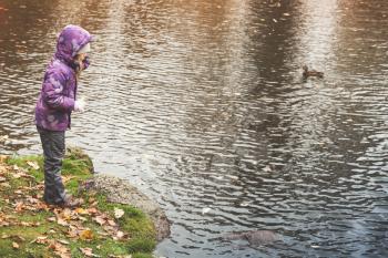 Little girl feeds ducks in public autumn park