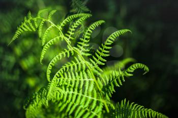 Fresh green fern leaf over dark background, close-up photo with selective focus