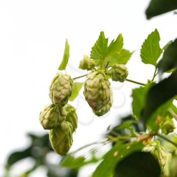 Common Hop plant flowers isolated on white background. Humulus lupulus, close-up square photo with selective focus