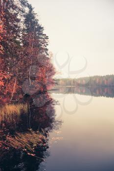 Autumn landscape with fog and threes on a lake coast, colorful tonal filter photo correction