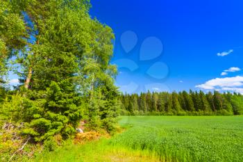 Rural summer landscape, empty green field and forest under blue sky with white clouds. Europe, Finland