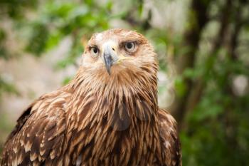 Close-up photo of golden eagle Aquila chrysaetos, one of the best-known birds of prey