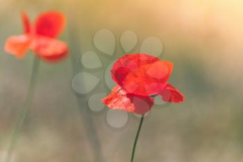 Red poppy flowers on summer field. Close-up photo with selective soft focus