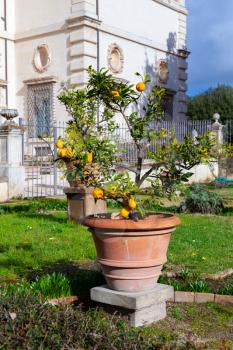 Potted small lemon tree in public park of Rome, Italy