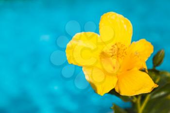 Yellow Hibiscus flower over blue background, close-up photo with selective focus
