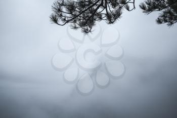 Pine tree branches silhouette over blue foggy mountain landscape