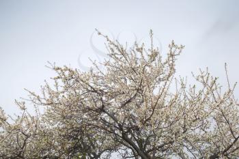 Cherry blossom, tree branches with white flowers over cloudy sky background