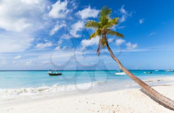 Coconut palm tree grows on white sandy beach of Saona island. Caribbean Sea coast, Dominican republic
