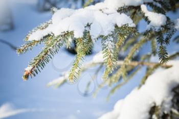 Spruce tree branches covered with snow, winter forest in sunny day