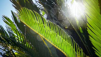 Fresh green palm leaves in the sunshine with sunbeam. Selective focus