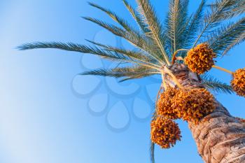 Date-palm tree above bright clear blue sky