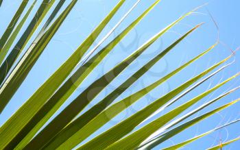 Closeup photo of fresh green palm leaves with  fibers in the sunshine above bright blue sky.
