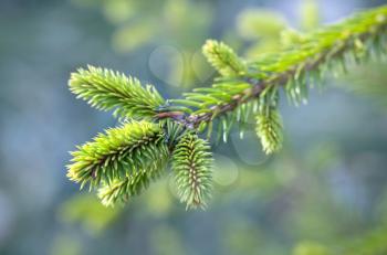 Bright green fresh fir tree branch. Selective focus