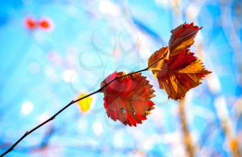 Beautiful autumn red and yellow leaves above blue sky. Selective focus