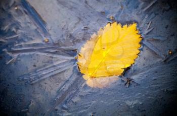 Yellow autumn leaf and small insect frozen in ice