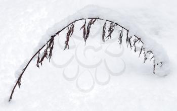 Winter nature fragment, arc of dry frozen grass covered with snow;