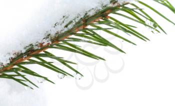 Fir tree branch with snow and frozen water drops on it