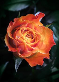 Orange and red rose flower with water drops