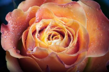 Red and orange rose flower close-up photo with shallow depth of field