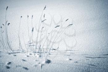 Frozen coastal reed with nice shadows on snow. Blue monochrome photo