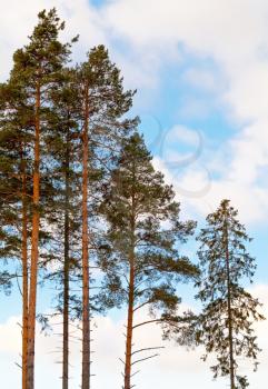 Pine trees and fir in the forest above cloudy sky