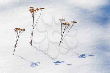 Three frozen dry flowers with shadows on snow
