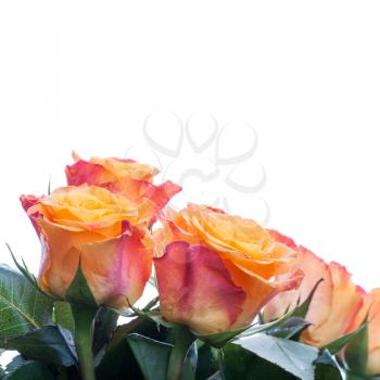 Red, orange and yellow roses isolated on white