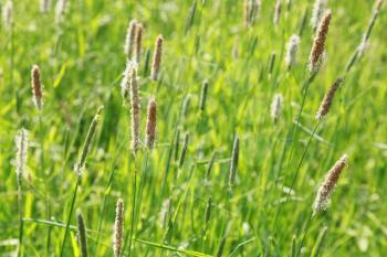 Nature summer background with fresh foxtail grass macro