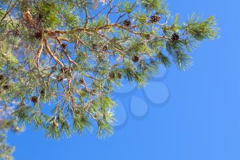 Pine tree branch above clear blue sky