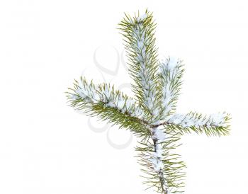 Fir tree branch with snow isolated on white