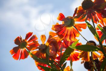 Bright red Helenium flowers in the sunshine above cloudy sky